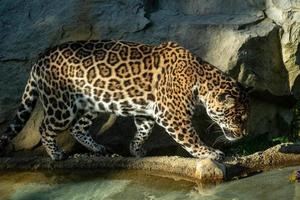 el jaguar panthera onca es un gato grande foto