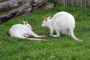 canguro blanco macropus rufogriseus sobre la hierba verde. canguro albino foto