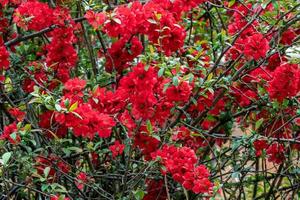 Chinese quince flowers, Chaenomeles speciosa. Red flowers on a bush photo