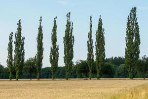 arboleda de álamos en un paisaje agrario foto