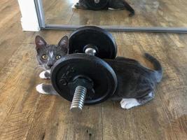 Small kitten lying under a heavy dumbbell photo