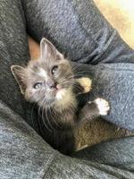 A tiny lovely kitten with turquoise eyes photo