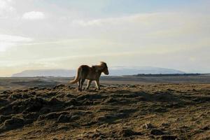 An Icelandic horse in a volcanic landscape photo