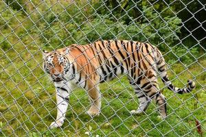 An angry tiger walking behind a fence photo