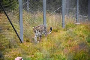 A nordic leopard walking alongside a fence photo