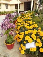 Blossom flower in garden photo