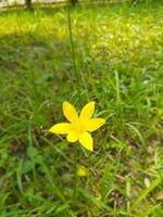 grass flower in garden photo