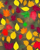 Colorful Leaves Photography photo