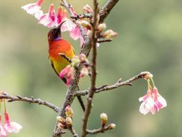 Mrs Gould's sunbird or Aethopyga gouldiae photo