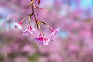 Blossom of Wild Himalayan Cherry flower. photo