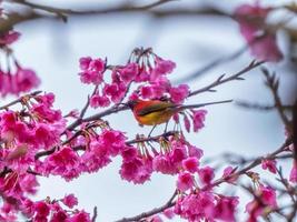 Mrs Gould's sunbird or Aethopyga gouldiae photo