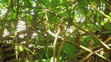 gros papillons se nourrissent et volent dans la jungle, ralenti video