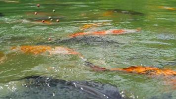 lagoa de peixes koi coloridos nadando na superfície e esperando por comida, tiro de close-up video