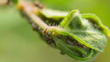 hormiga plaga de jardín y áfidos. cerrar insectos en la naturaleza video