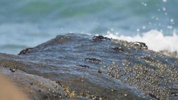 krabben Aan de steen. zee golven plons in de achtergrond. tropisch wereld van Thailand video