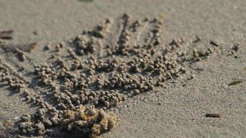 Makro-Sand-Bubbler-Krabbe, Soldatenkrabbe, die beim Essen Sandbälle macht video