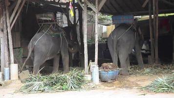 Thais Aziatisch olifanten in een kamp aan het eten vegetatie planten en bladeren in gevangenschap Aan phuket eiland voor toerisme video