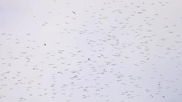 enorm flock av fåglar. fåglar cirkel en enorm flock i de himmel video