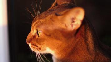 Abyssinian cat portrait on a loggia in the rays of the setting sun video