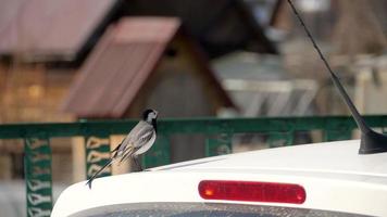 Wagtail bird Motacilla alba walking on a car roof video