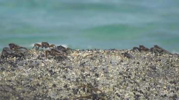 Crabs on the rock at the beach, rolling waves, close up video