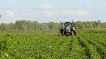 lantlig traktor plog kulle upp potatis växter i lantbruk fält. traktor hilling potatisar med skiva hiller video