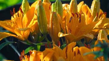 Orange lily flowers under rain close up video