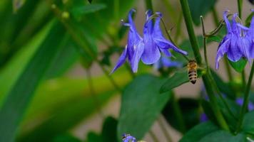 Biene auf einer lila Aquilegia-Blume video