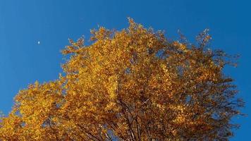 Autumn tree tops golden autumn trees tops against the sky, leaves fall video