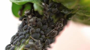 Close up of an Ants and Aphids on flower stem video