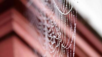 Close up view of spider web coverd with drops of moist video