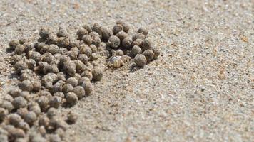 scopimera globosa, sabbia gorgogliatore Granchio o sabbia gorgogliatore vivere su sabbioso spiagge nel il tropicale Phuket isola. essi alimentazione di filtraggio sabbia attraverso loro apparato boccale, in partenza dietro a palle di sabbia. video