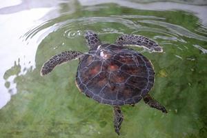 A reptile turtle swims in the pool. photo