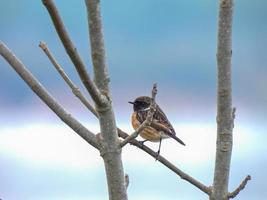 Stonechat Wildlife Photography photo