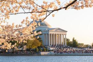 Cherry Blossom Festival - Washington, D.C. photo