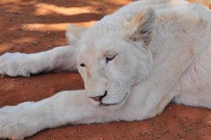 A rare white lion cub in a resting position at the Lion Park in Johannesburg, South Africa photo