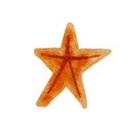 acquerello illustrazione stella marina camicia png