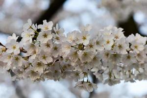 Cherry blossoms close up photo