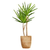 planta de palma de decoração para casa em aquarela com pote png