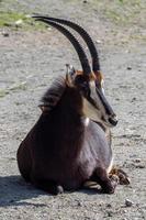Roan antelope Hippotragus equinus, resting photo