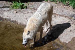 White arctic wolf drinks water, Canis lupus arctos photo