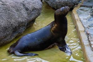 león marino del sur, otaria byronia, yace en el agua foto