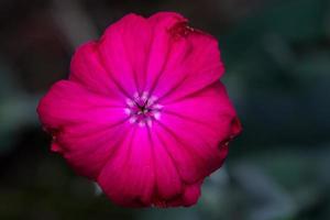 una sola flor roja marchita foto
