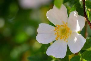 Close-up of a dog rose, Rosa canina, with green leaves photo