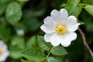 Close-up of a dog rose, Rosa canina, with green leaves photo