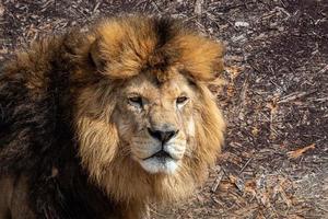 Lion Panthera leo, male, portrait photo