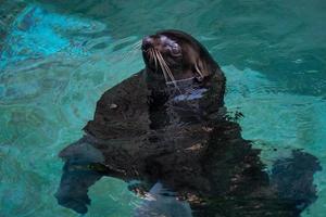 foca de puerto phoca vitulina con la cabeza sobre el agua verde foto