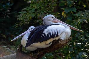 pelícano australiano - pelecanus conspicillatus en el tronco de un árbol foto