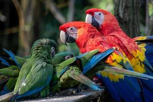 Group of Ara parrots, Red parrot Scarlet Macaw, Ara macao and military macaw, ara militaris photo