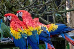 Group of ara parrots, red parrot photo